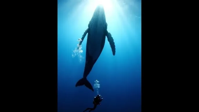 色即是空下载 - 深蓝星球：探索海洋深处的未知世界